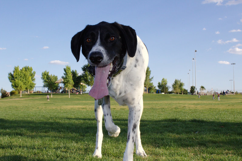 Mickey The Pointer.jpg