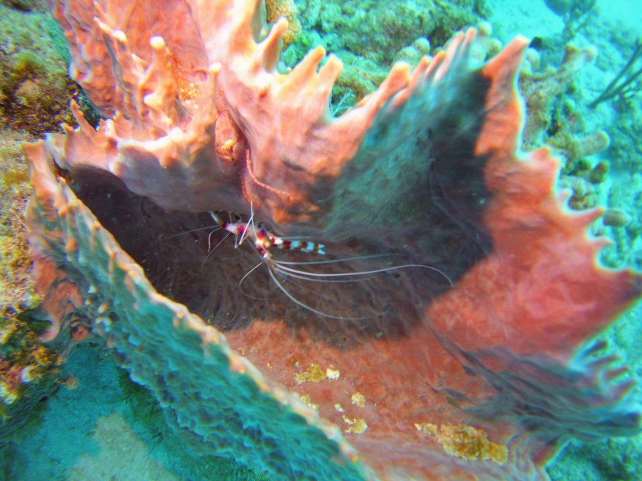 micr0373.jpg