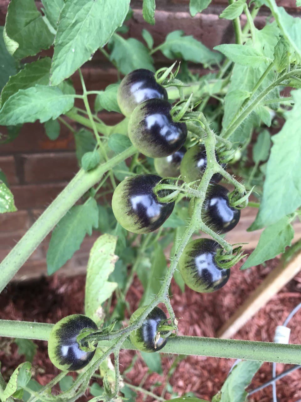 Midnight Cherry Tomatoes.jpg