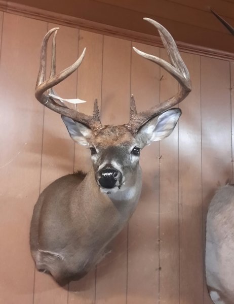 mike johnson deer 2.jpg