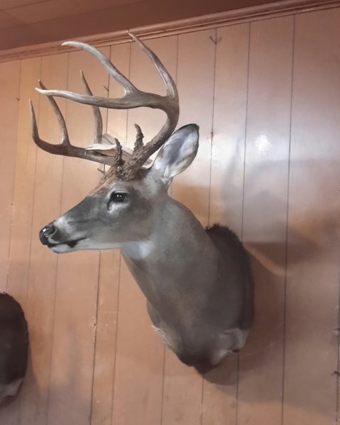 mike johnson deer 3.jpg