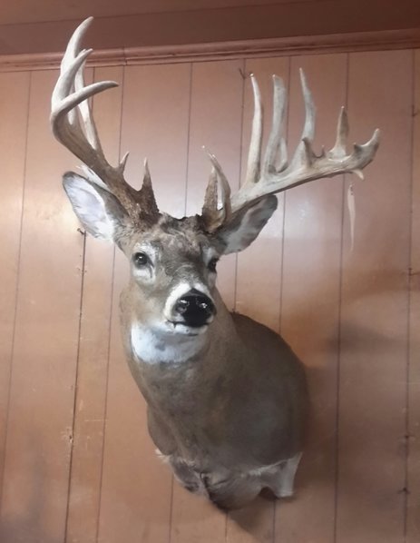 mikes deer.jpg