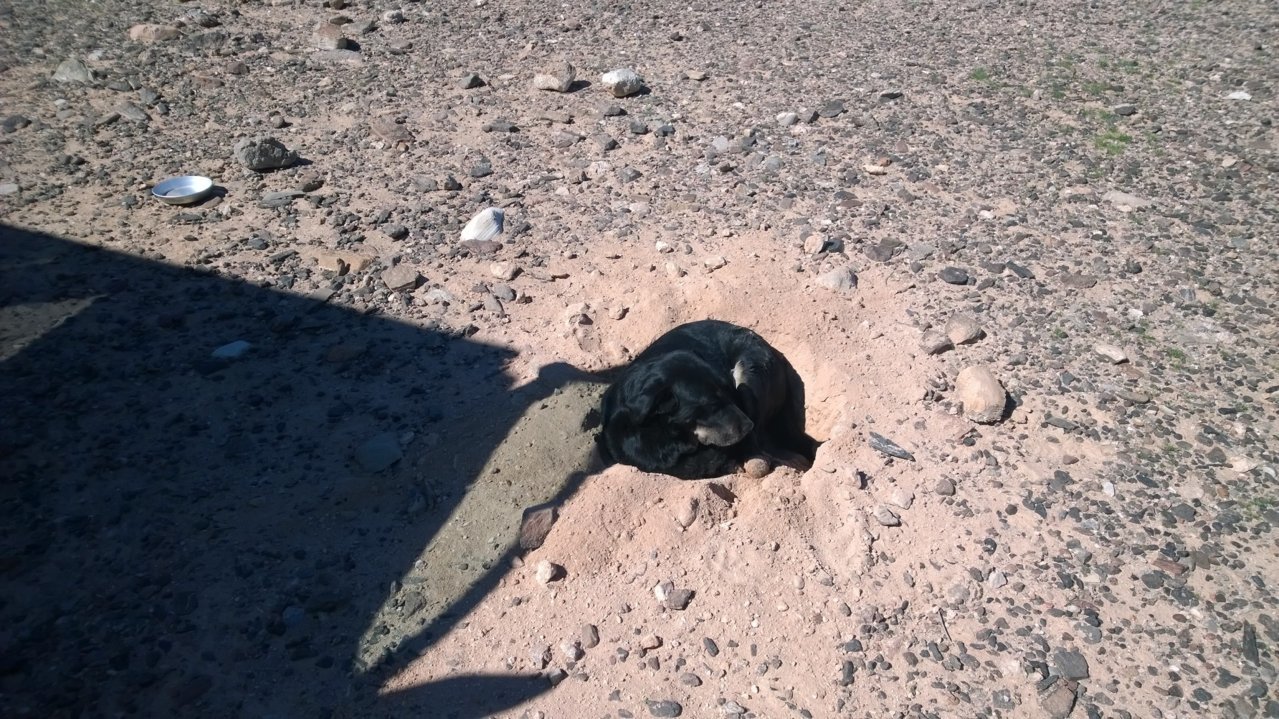 Millie Nevada 2019.jpg
