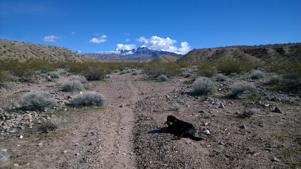 Millie1 Nevada 2019.jpg