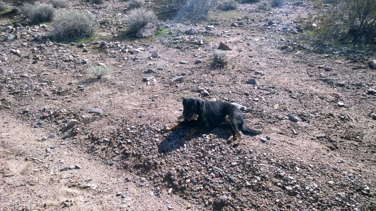 Millie2 Nevada 2019.jpg