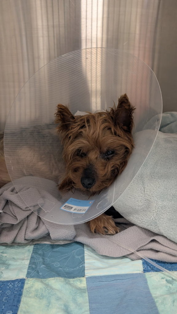 Milo after surgery.jpg