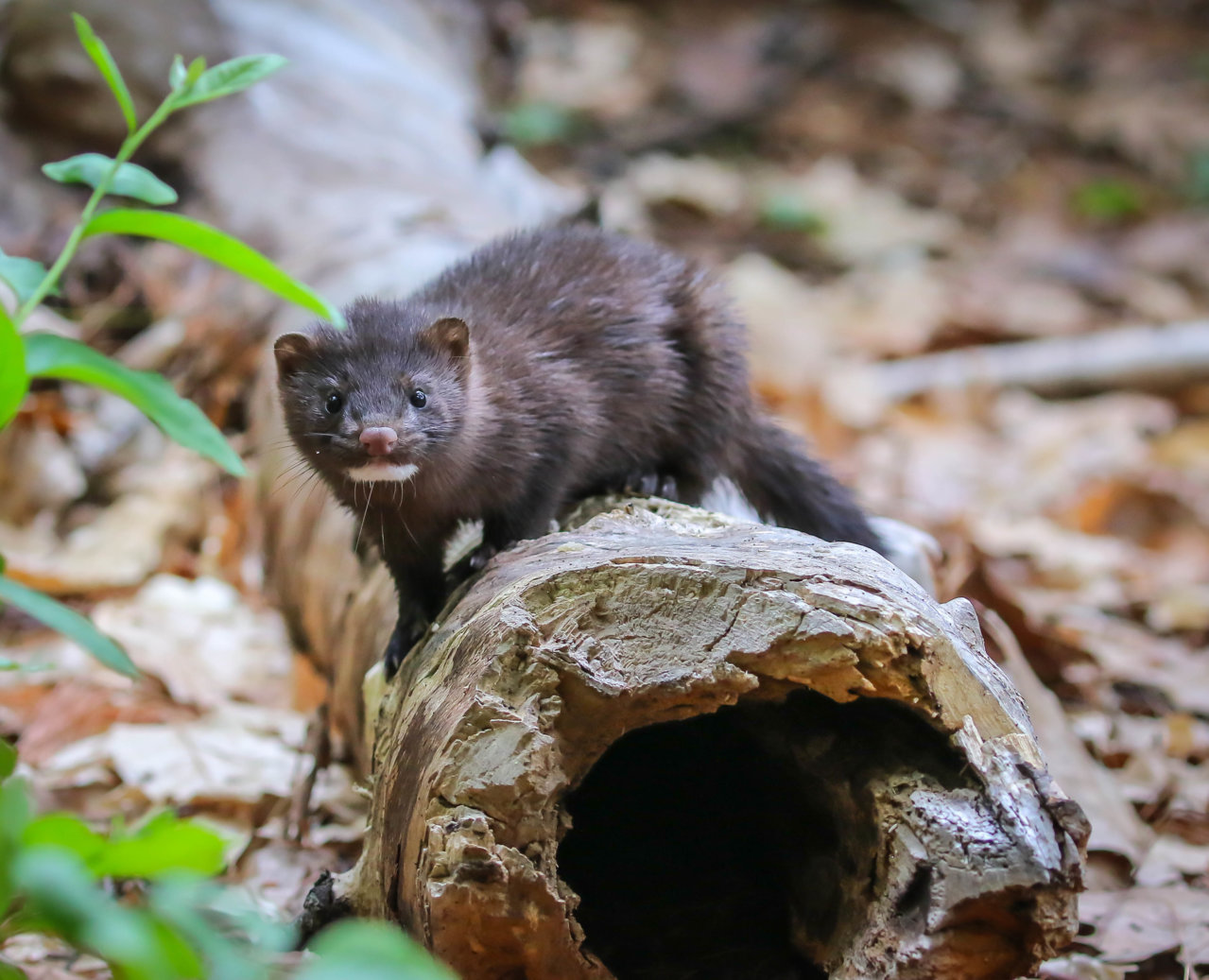 Mink on a Log.jpg