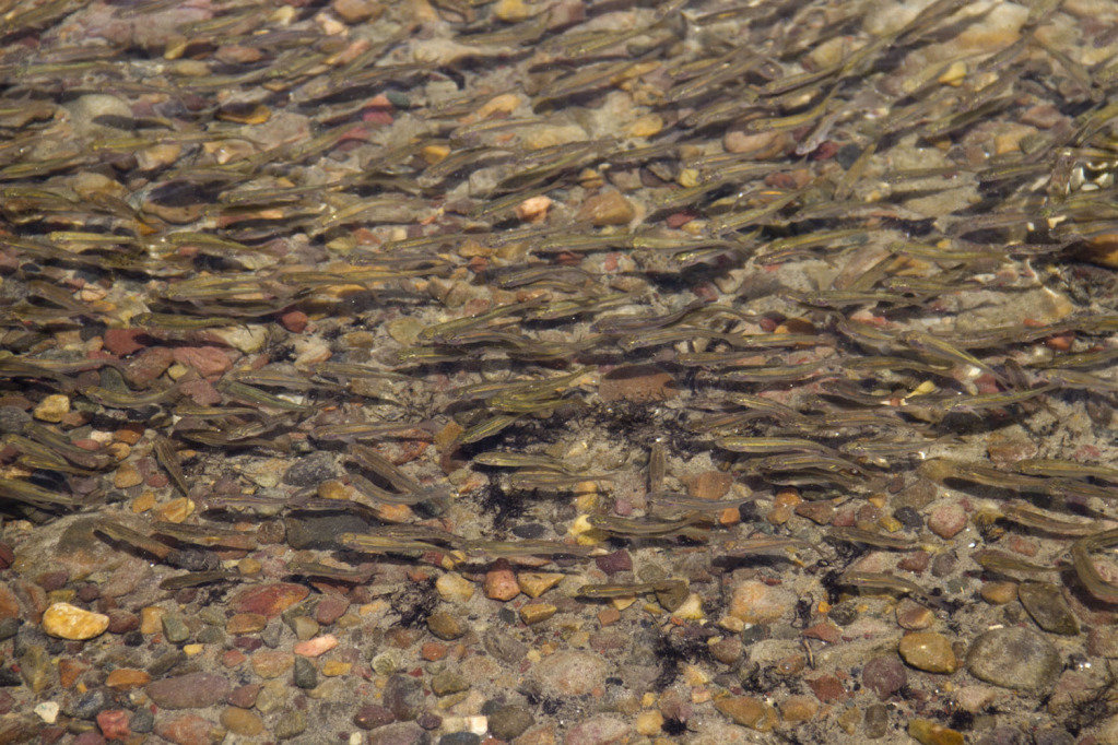 minnows_aa6e29d8020858bb3ab6ce3b9080468fd0841c3b.jpg