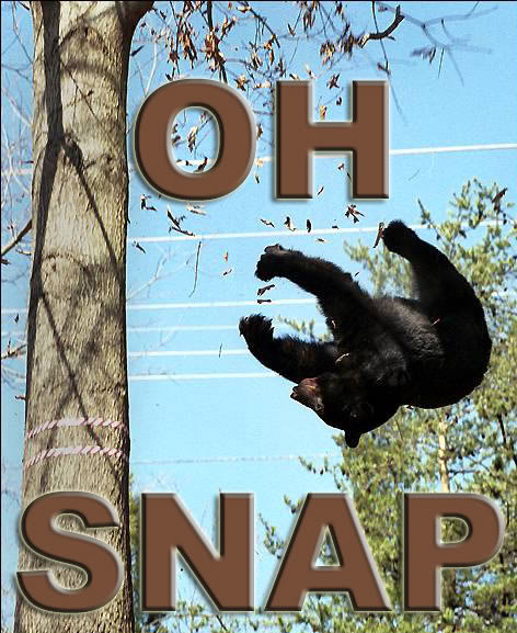 Misc-OhSnap_Bear_cdaa7efd202fa95fb47843da5e13ff096b7c5fc5.jpg