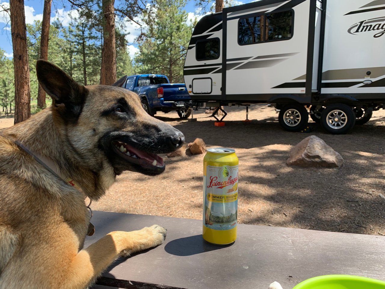 Mishka camping.jpg