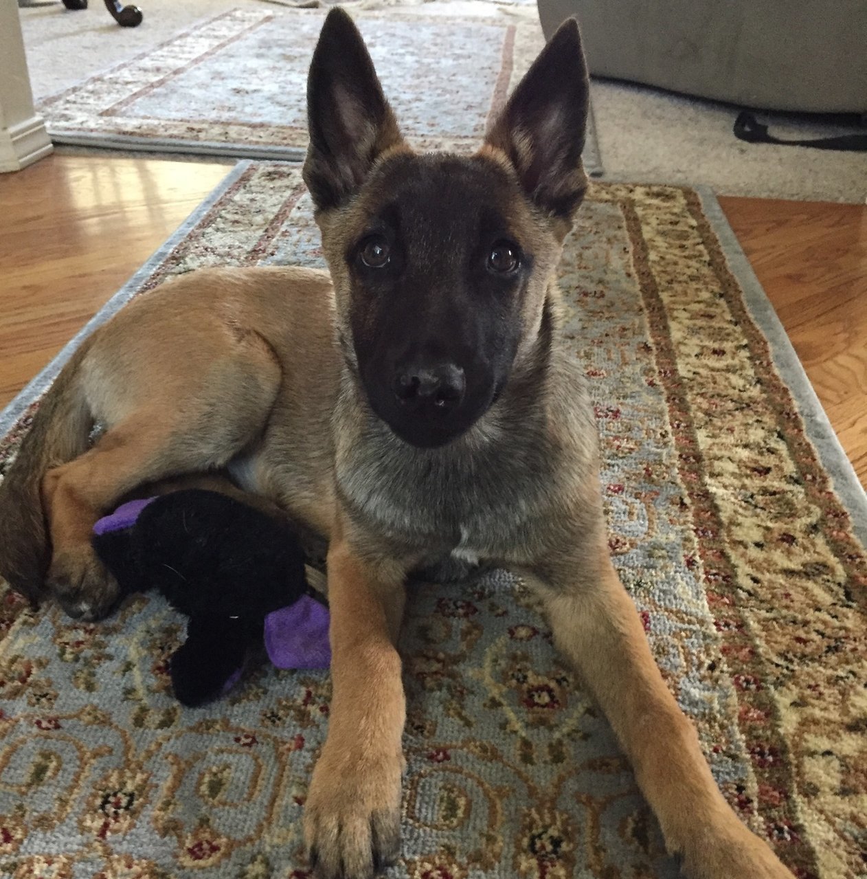Mishka_4mos.jpg