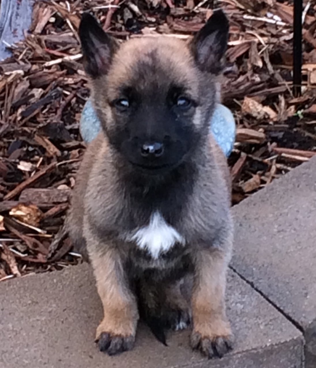 Mishka_baby.jpg