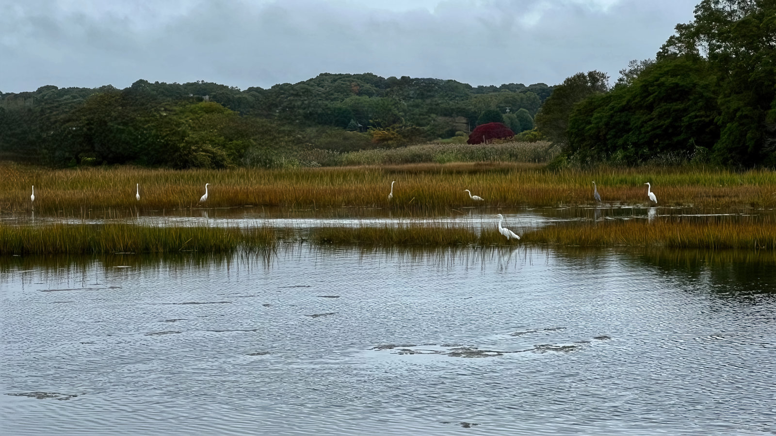 Misquamicut Egrets Congregation-DeNoiseAI-standard.jpg