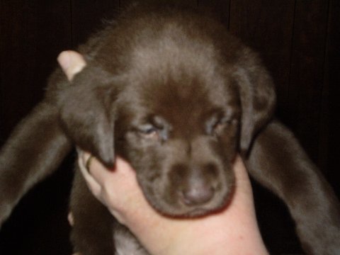 Miss Green - 5 weeks.jpg