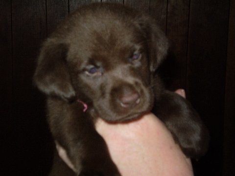 Miss Pink - 5 weeks.jpg