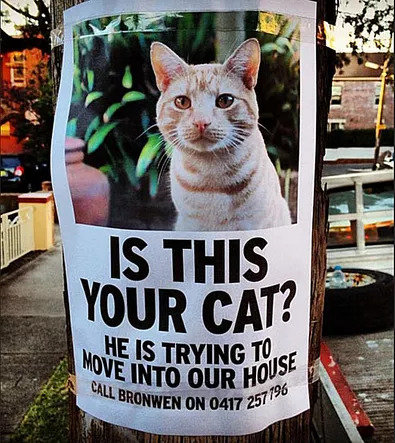 missing-cat2-58b8c97e3df78c353c20cf55-1.jpg