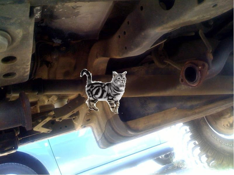 missingcat_0c9e4ccc7919c8d9dc3685644e9ef517fae13162.jpg