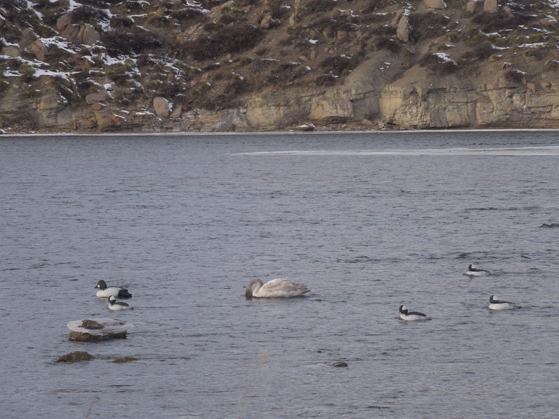 Missouri River Duck Hunting 8 JAN 16 002.jpg