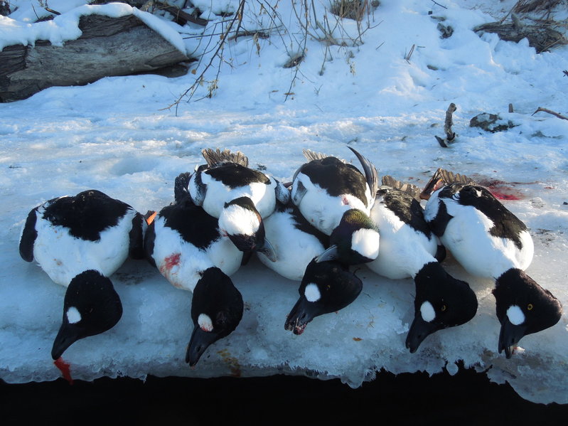 Missouri River Duck Hunting 8 JAN 16 006.jpg