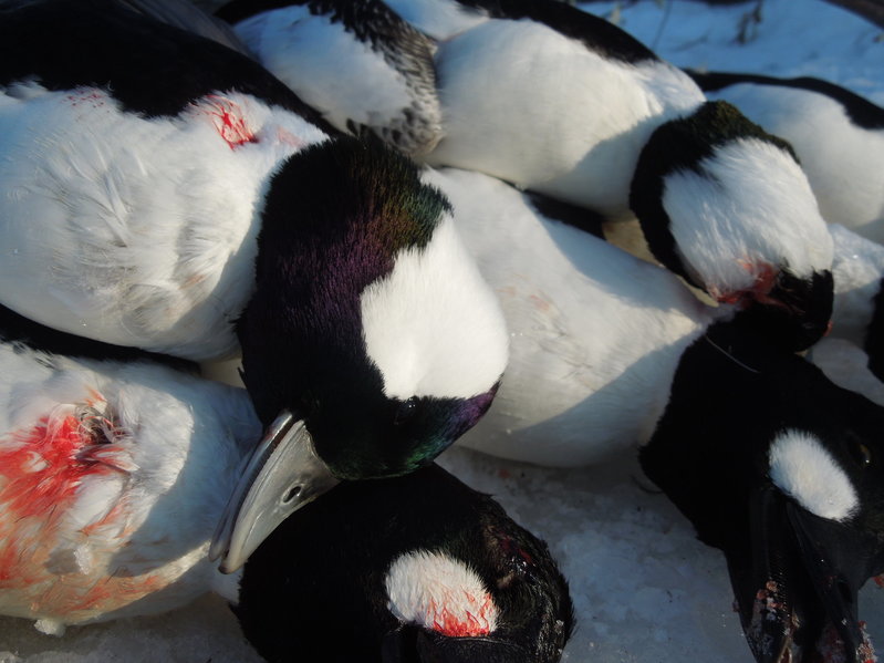 Missouri River Duck Hunting 8 JAN 16 008.jpg