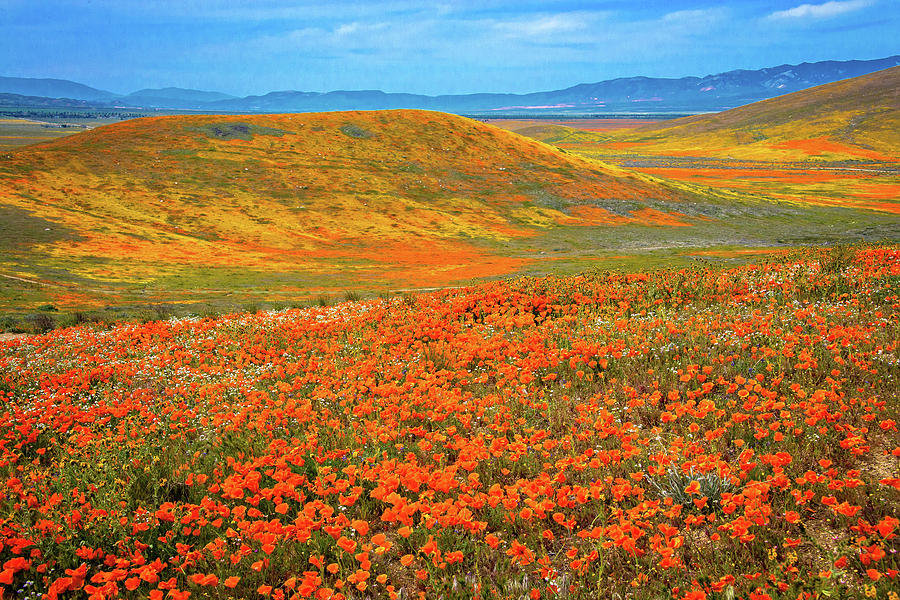 mojave-orange-superbloom-2019-lynn-bauer.jpg
