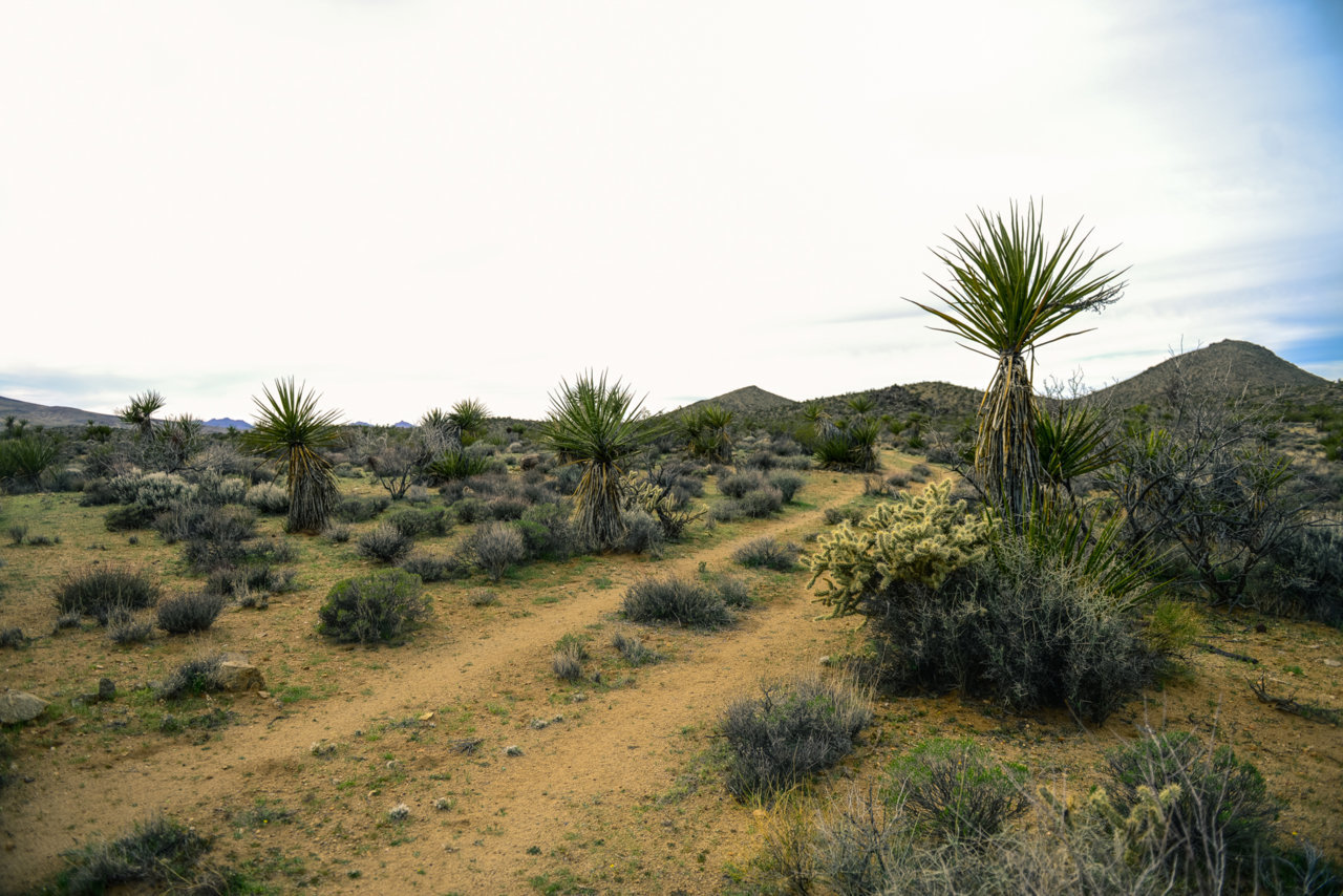 MOJAVE RD_2018-23.jpg