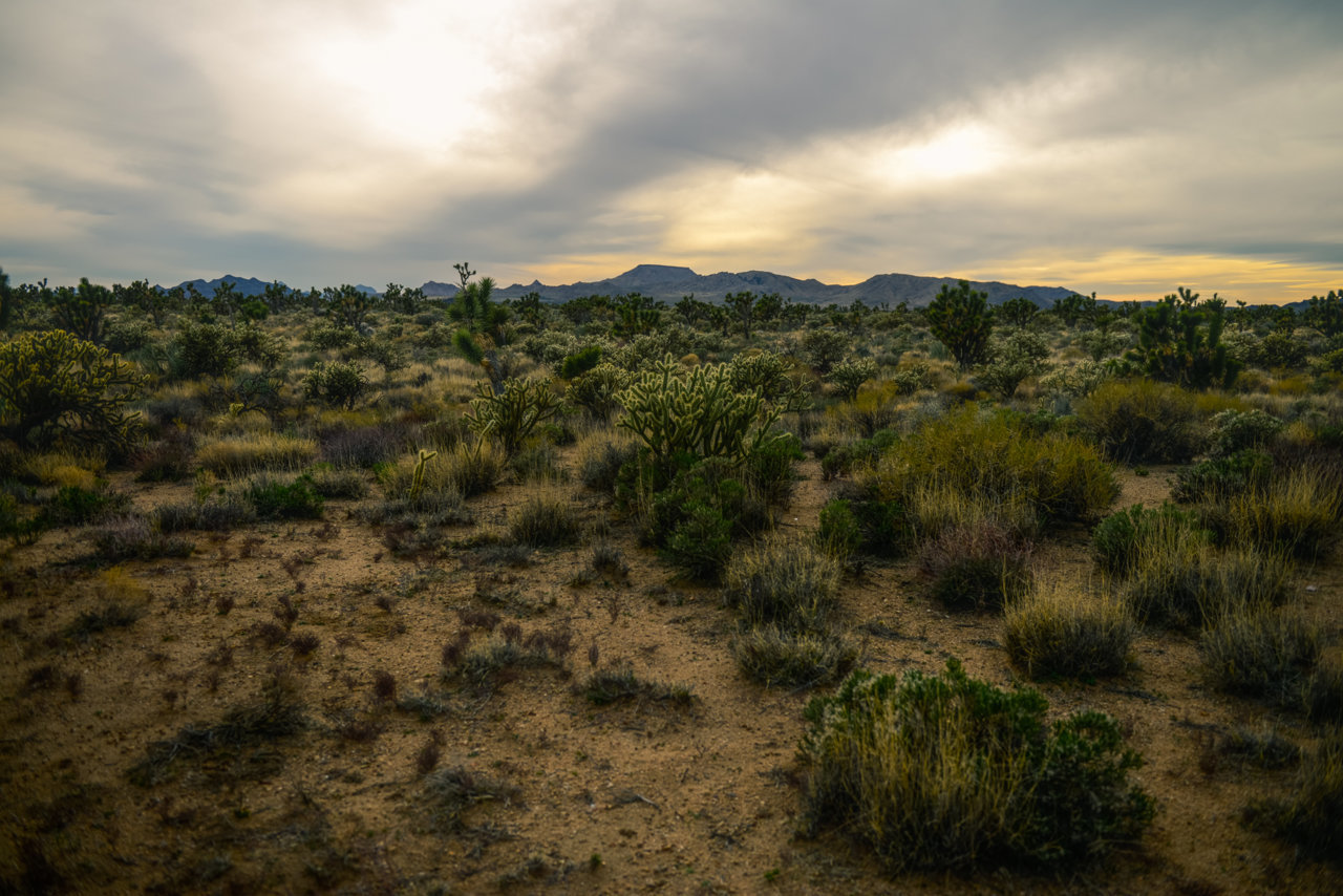 MOJAVE RD_2018-39.jpg