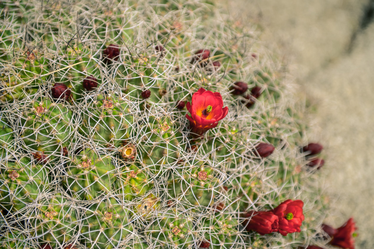 MOJAVE RD_2018-50.jpg