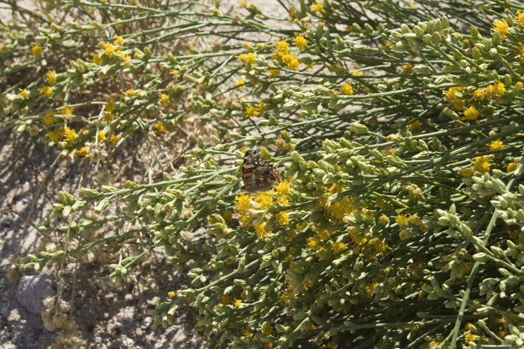 Mojave-Run_09162011_037_a46291a485e418cf45e0127ae15668fd95b674dc.jpg