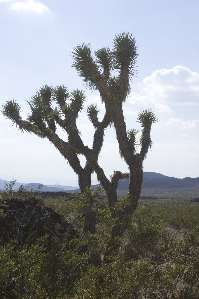 Mojave-Run_09162011_081_a337931083c9b70bc21a0de7bb1c0f3415095727.jpg