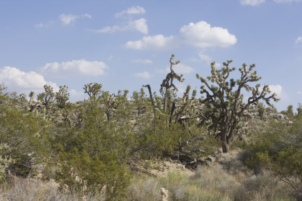 Mojave-Run_09162011_085_57518bdfad3cd54a40a18c009e686ea4a59cd70a.jpg