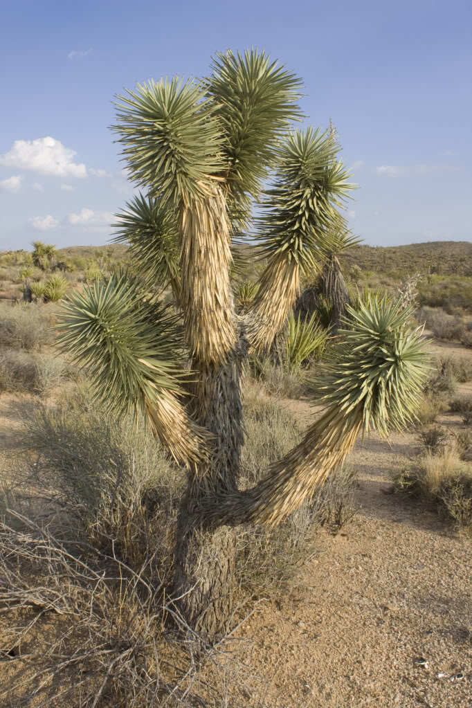 Mojave-Run_09162011_104_9f428446a81512cfbcdec5592c3c54d1c7b13d7f.jpg