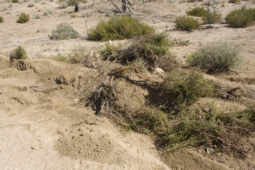 Mojave-Run_09172011_160_9b74c54a753a73859c504c4dcea1e3c4035261e5.jpg