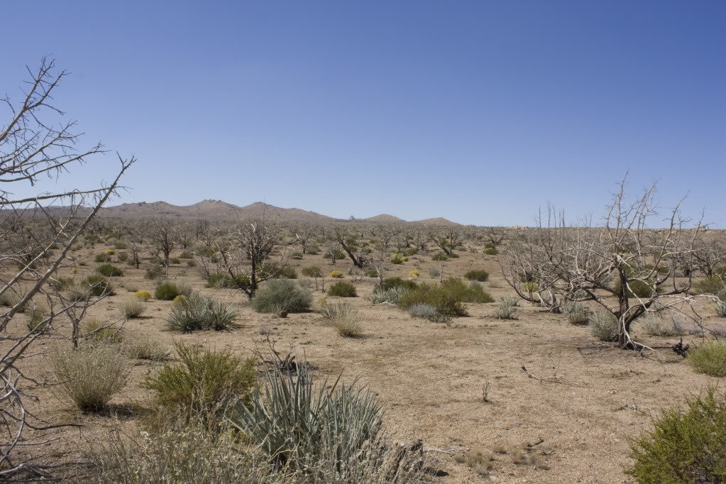 Mojave-Run_09172011_178_79c11847db0f33947259a876703295e2696ec2b7.jpg