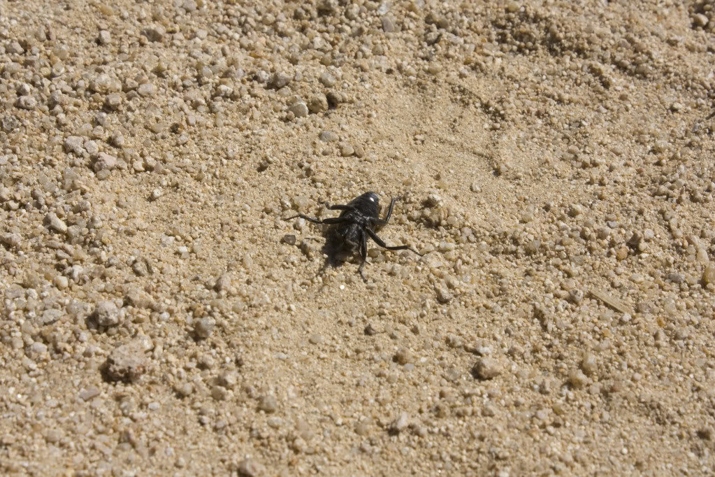 Mojave-Run_09172011_192_fa4580257a5fe84ee5e9ca4dbdabb3d0636efaaa.jpg