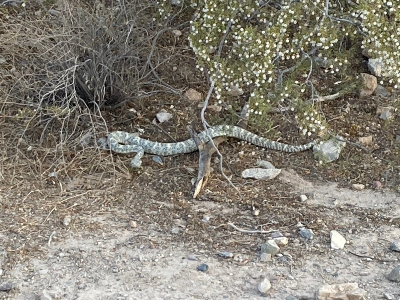 MojaveRattlesnake.jpg