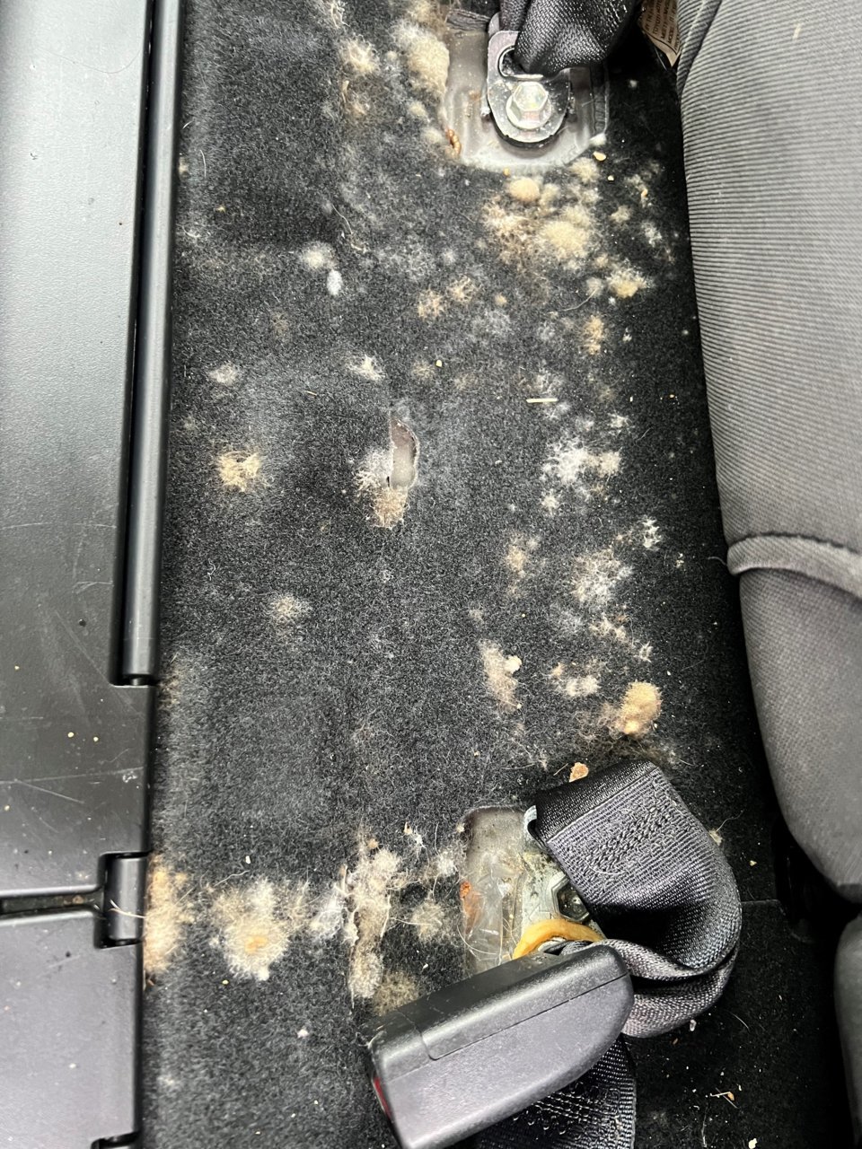 Mold 2.jpg