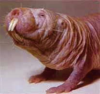 Mole rat.jpg