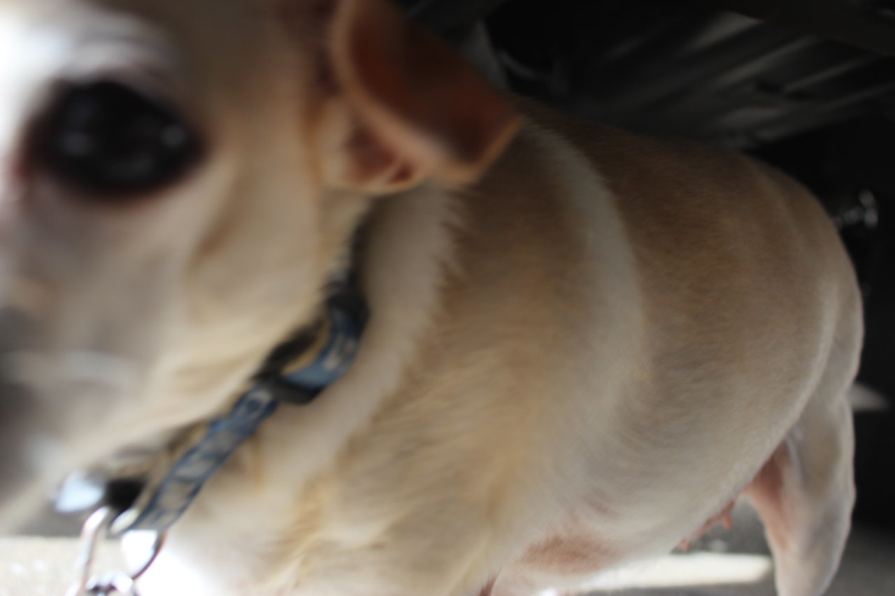 Molly on the AttaK.jpg