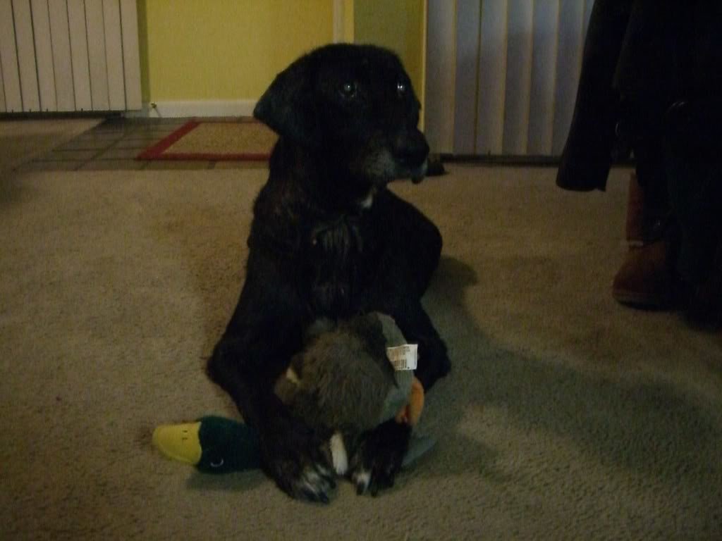 Molly001_2467e826bf635fcfcf7656b353ee3438cbf749e5.jpg
