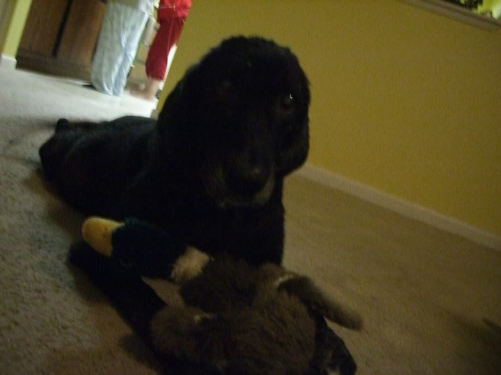 Molly002_a231d5fbe8c545b772e271db2a68014bc8c18b48.jpg