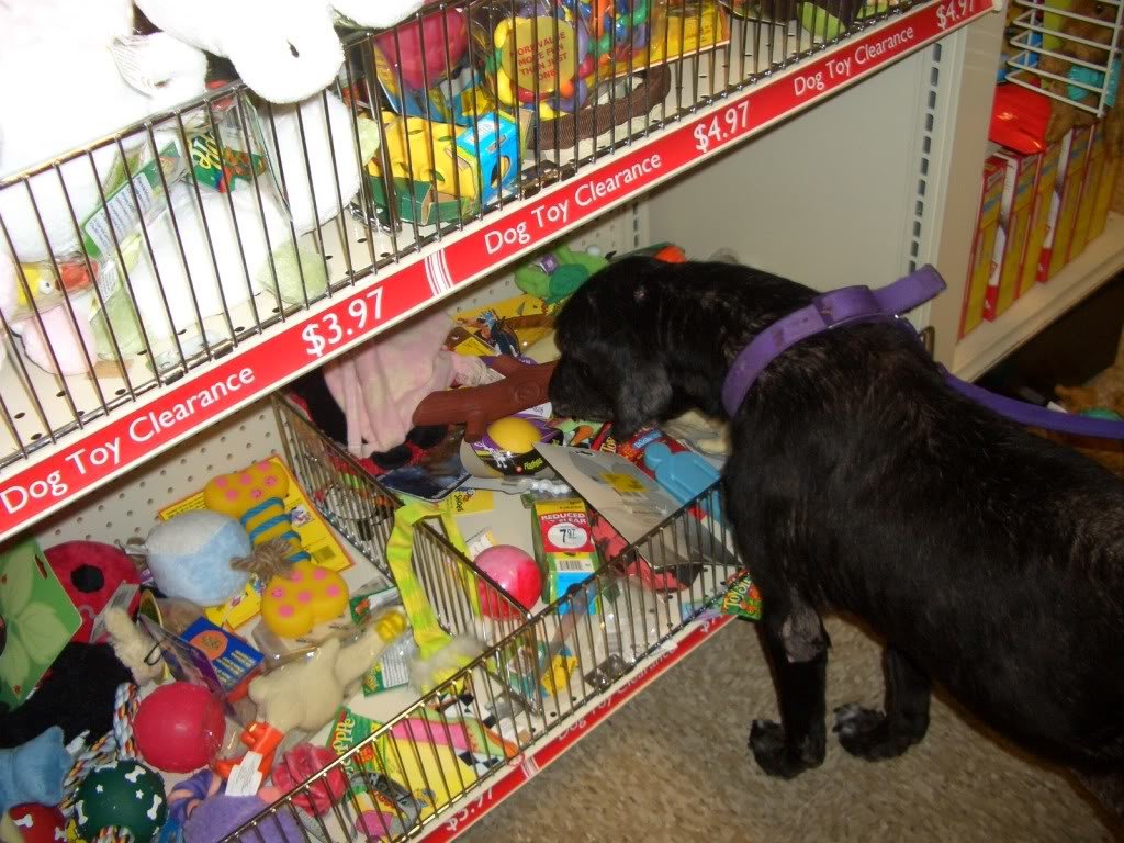 Molly012_854beed038cd675e343e9c6cb6562277738bf8e4.jpg