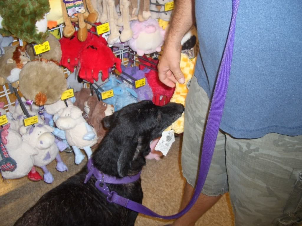 Molly015_433a1c96d166399f2eb38bc61c3553a6d3cd4633.jpg