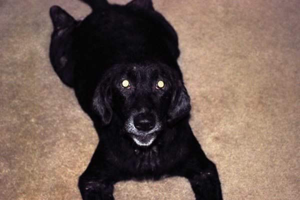 molly1_b6e9a6428df8bedf219e76ddc7cc9bf67bea645a.jpg