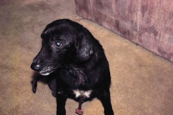 molly2_0e68a1f395c91857a3e6f0239e2ab08bdfaec853.jpg