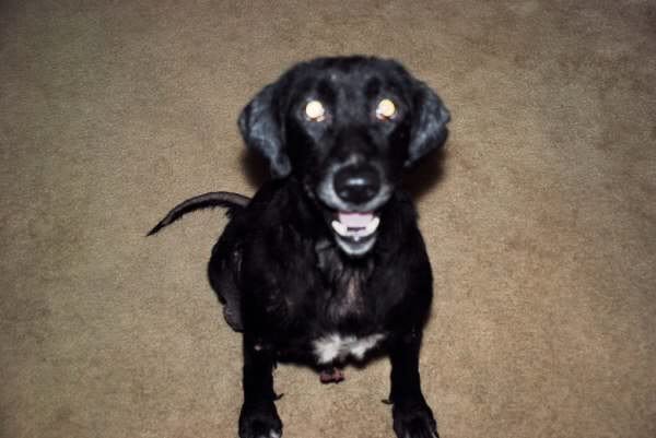 molly5_658b9dcd0c913e01dd5d556c8af3f8e5639a29af.jpg