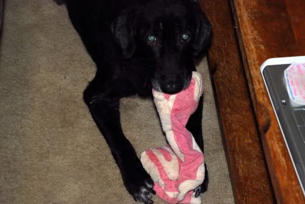 molly7_7832c3070b200505c226af9df71799a305a92811.jpg