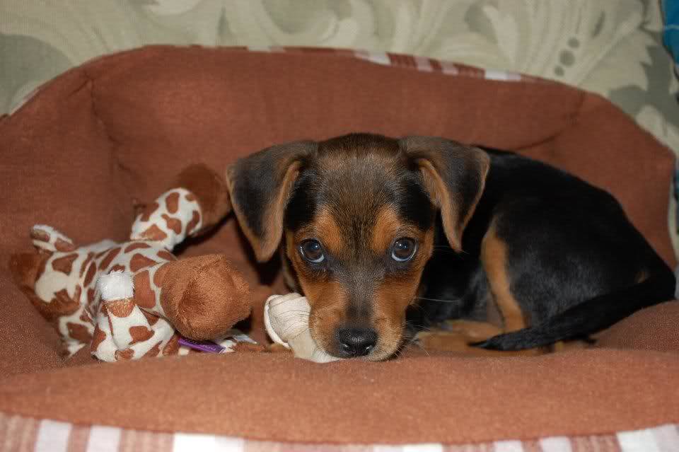 molly_zpslnvyhkmu_09fc2e9fdd733f02d176a8467eb0e0ea44a173fb.jpg