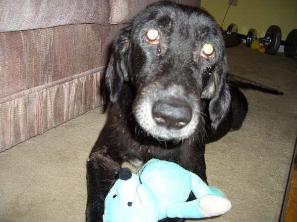 mollymouse2-1_428975c9a2555132cd4cd49ffbe967c6cc9ef057.jpg