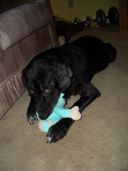 Mollymouse_f4d326841bb569d7dd35cf25cc20c39a0889675e.jpg